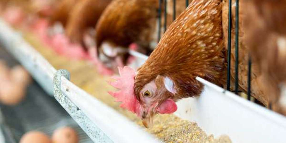 Poultry Meat Feed Market Outlook, Share, Trends And Forecast 2030
