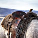 Western Saddle For Sale Profile Picture