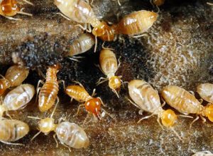 Pest Control Kangaroo Ground – Termite Inspection, Treatment & Control