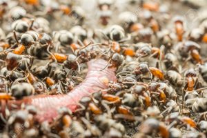 Pest Control Templestowe – Termite Inspection, Treatment & Control
