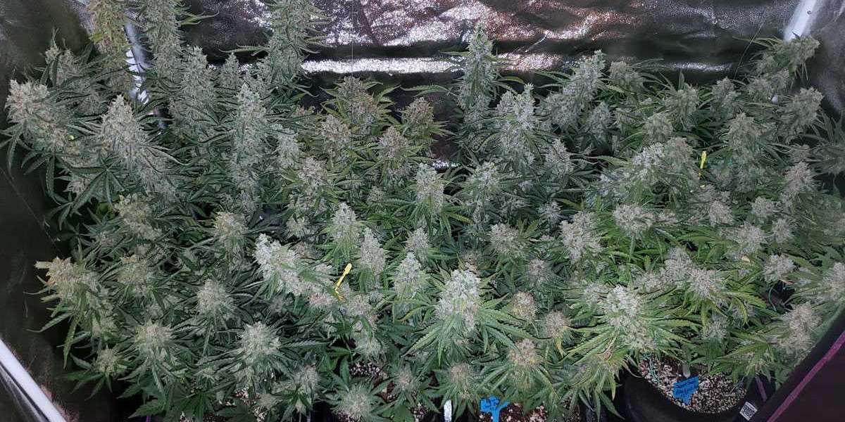 Growing the Indoor Skittles Strain: Tips for a Successful Harvest