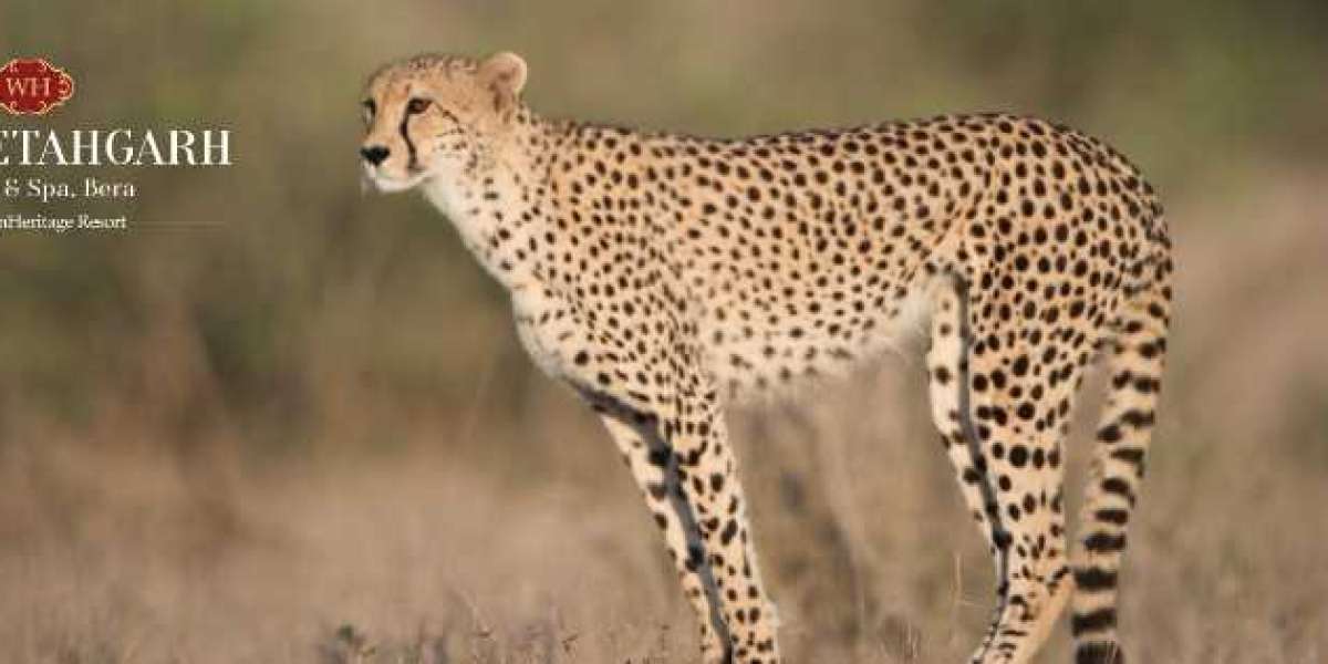 WH Cheetahgarh Jawai Leopard Safari | Leopard Safari in Jawai Rajasthan