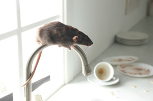 Rat Removal Pakenham | Rat, Rodent Control Pakenham