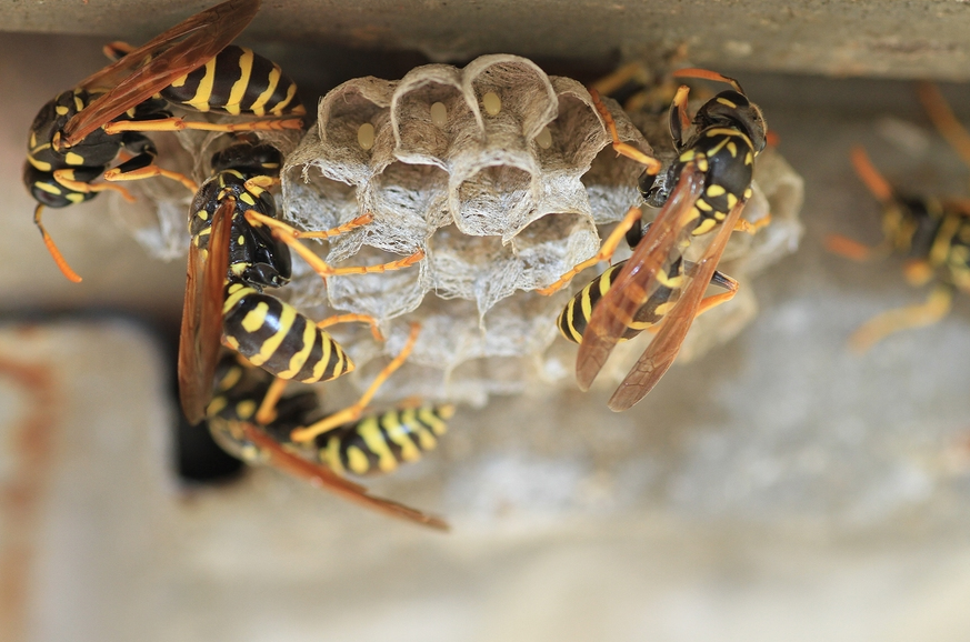 Should I hire a professional to remove wasps to get rid of them? - Wasps Control Melbourne