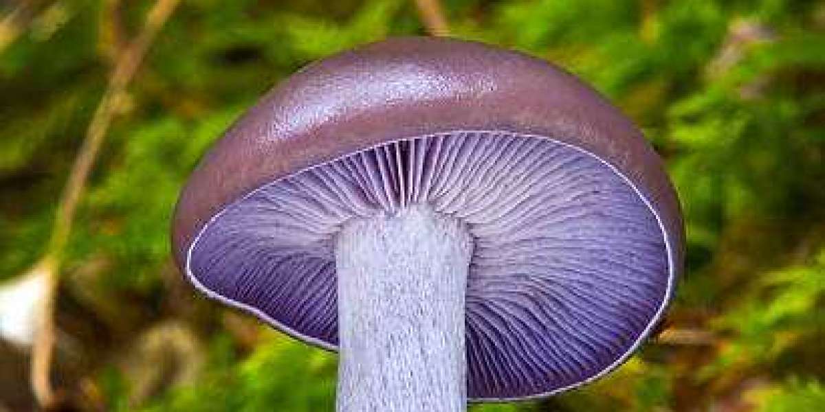 Mushrooms may help keep you young.