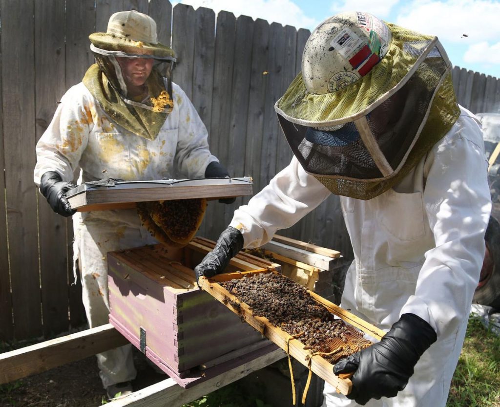 Bee Removal Cost Melbourne | Bee Control Cost Melbourne