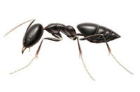 Ant Pest Control Narre Warren, Ant Removal Narre Warren, Ant killer