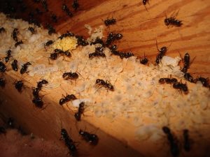 Ant Pest Control South Morang, Ant Removal South Morang