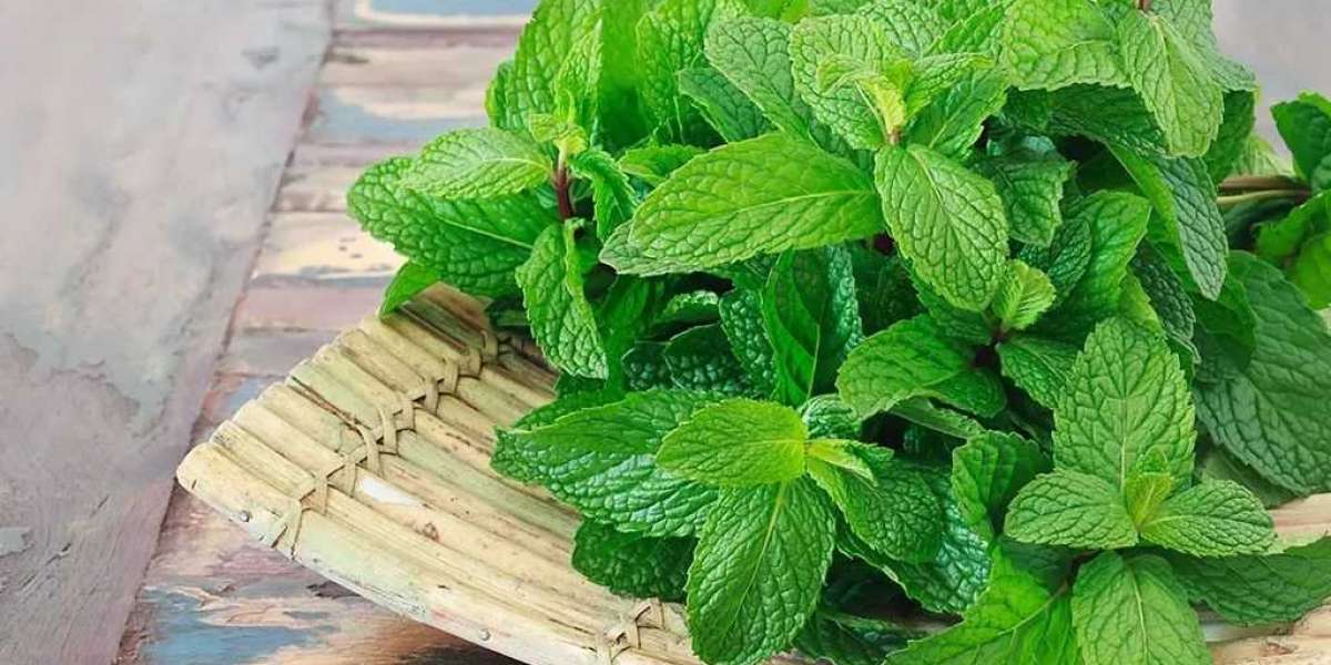 Mint Leaves Have Many Health Benefits