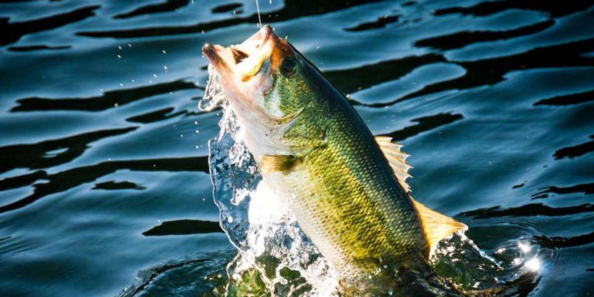 Bass Fishing: A Beginner's Guide by ANGLER'S World: