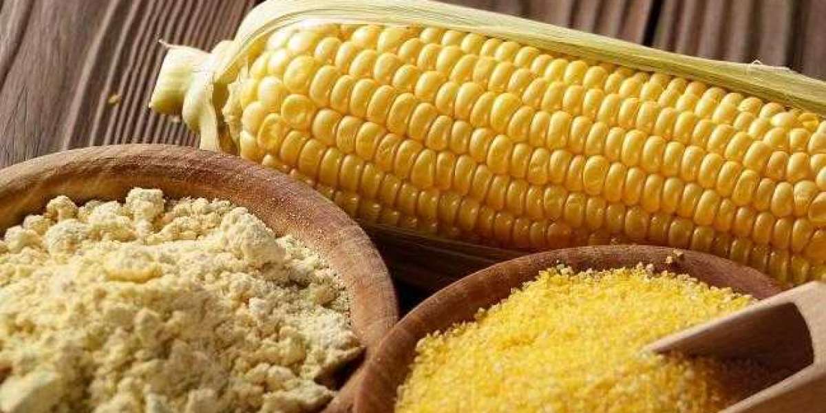 Precooked Corn Flour Market Growing Geriatric Population to Boost Growth 2033