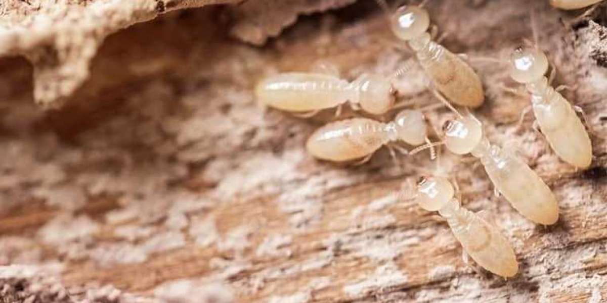 The Impact of Climate Change on Termite Infestations: Adapting Pest Control Strategies