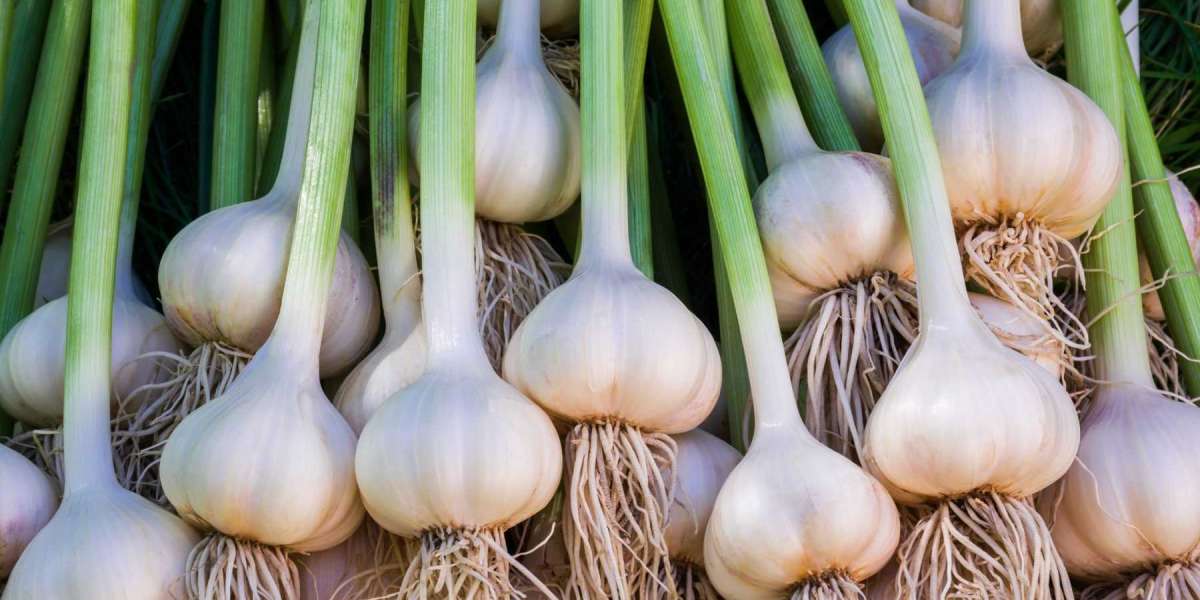 Get the best deal on high-quality G1 Garlic seeds in Pakistan.