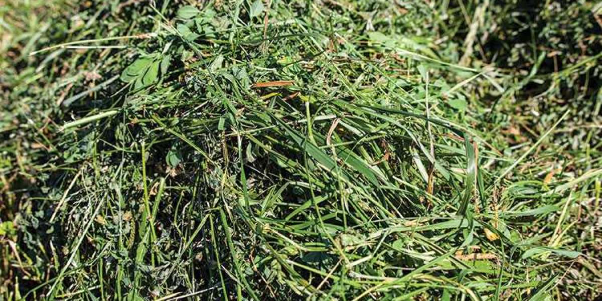 Alfalfa Hay Market 2023: Industry Drivers, Opportunity, Growth, Regions and Forecast by 2028