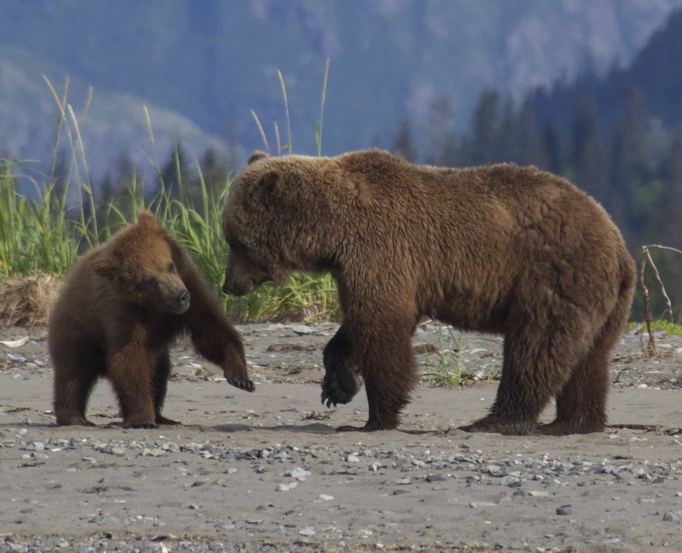 Bear Viewing in Alaska Profile on Nationwideguides.com