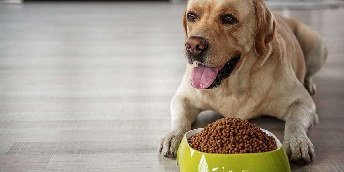 A Guide to Choosing the Right Dog Food