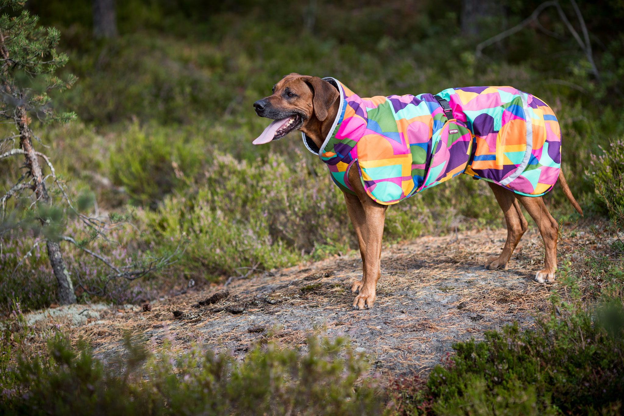 Top 6 Factors to Look for When Buying a Dog Coat