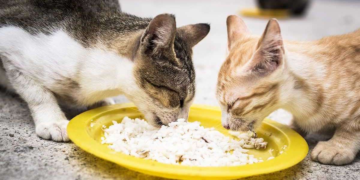Understanding Feline Behavior: Why is Your Cat Begging for Food Constantly?