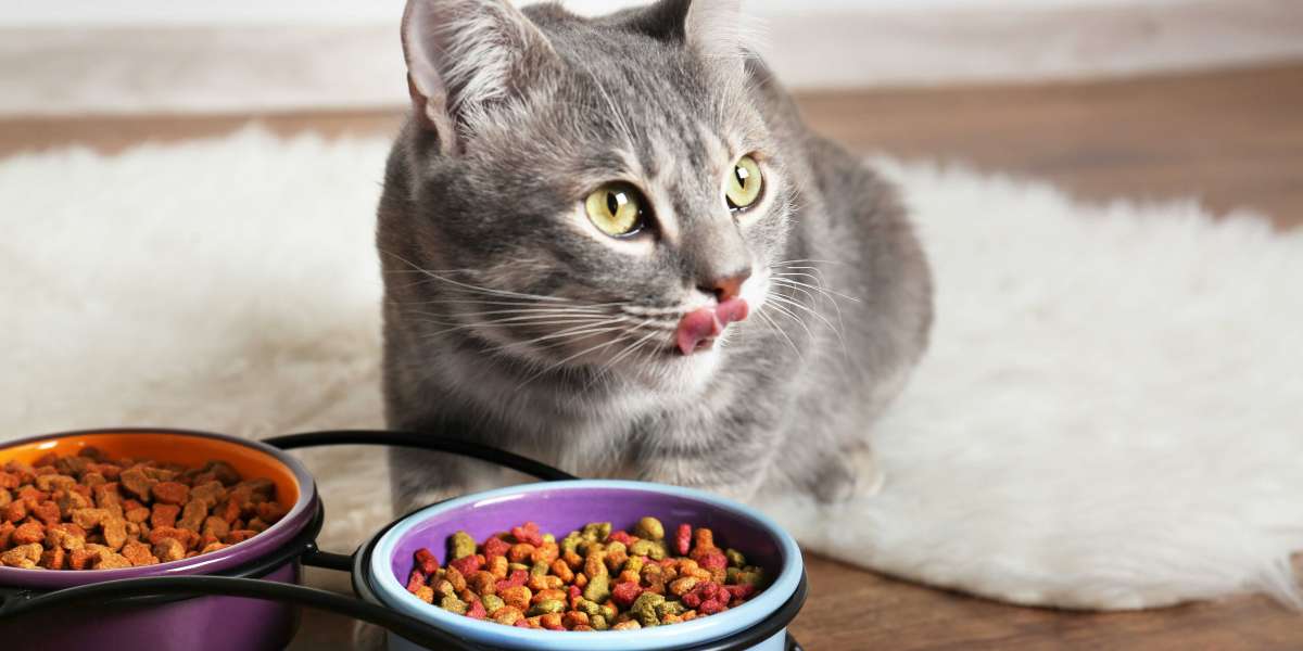 Wet Food Wonders: Understanding When and How to Treat Your Cat