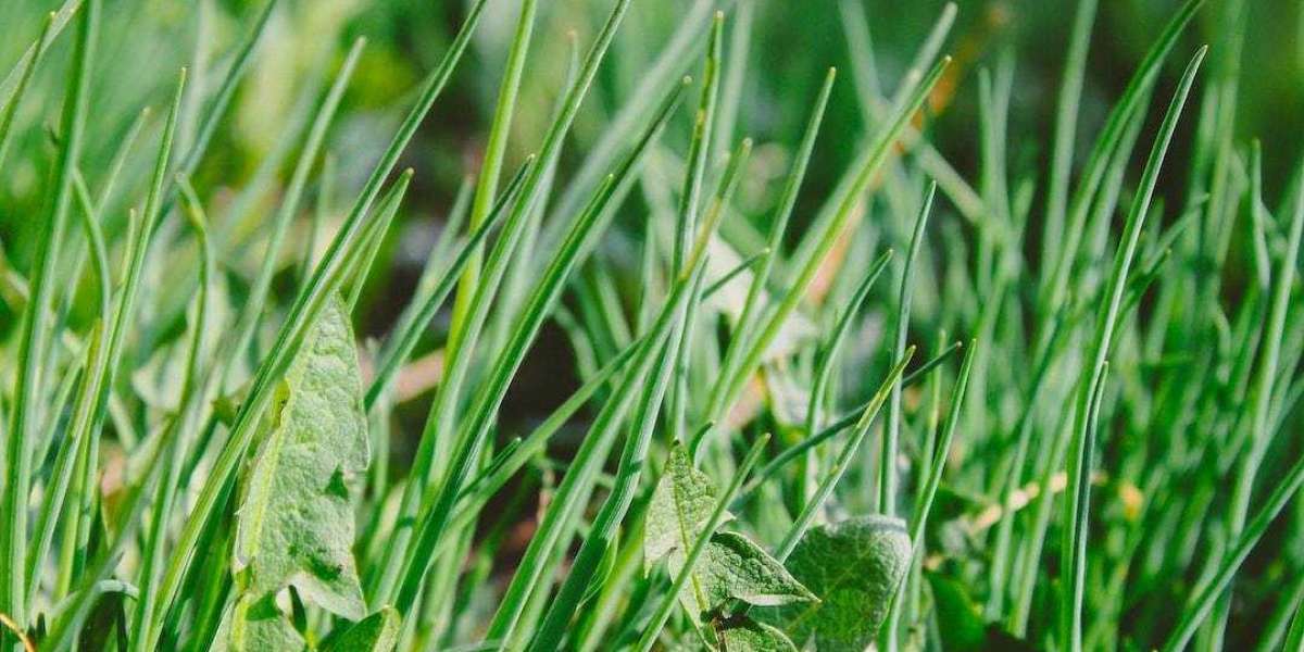 Effective Homemade Weed Killer: Your Path to a Healthy Lawn