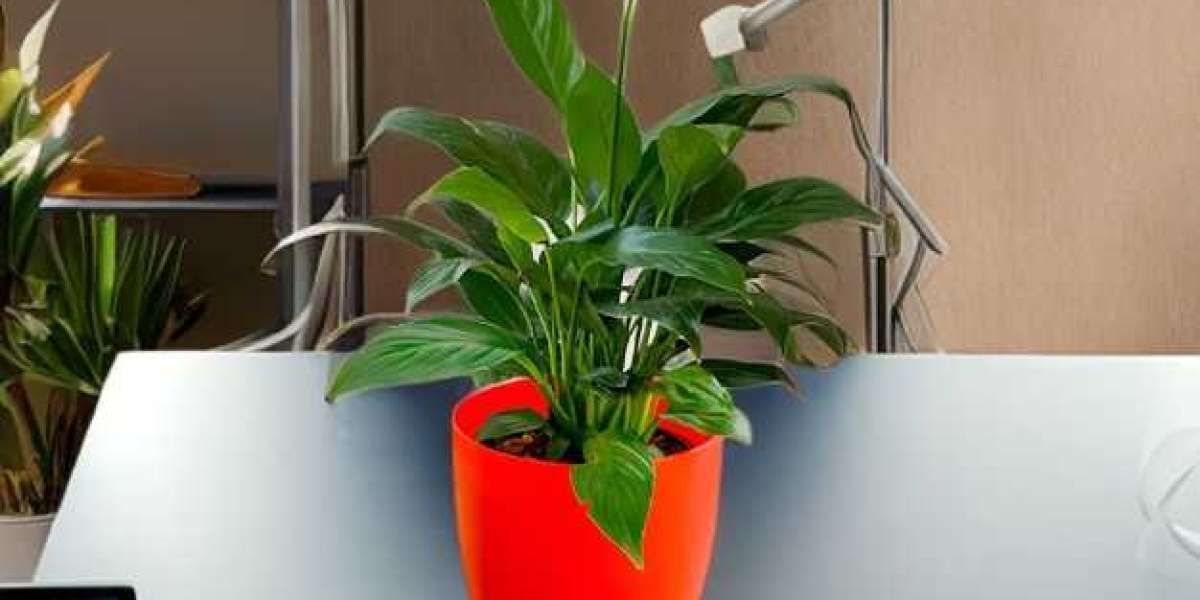 The Green Revolution: A Guide to Indoor Plant Care