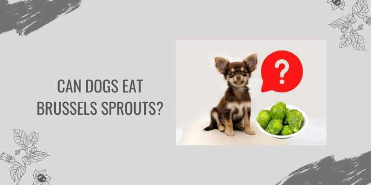 Can Dogs Eat Brussels Sprouts? A Guide to Healthy Canine Nutrition