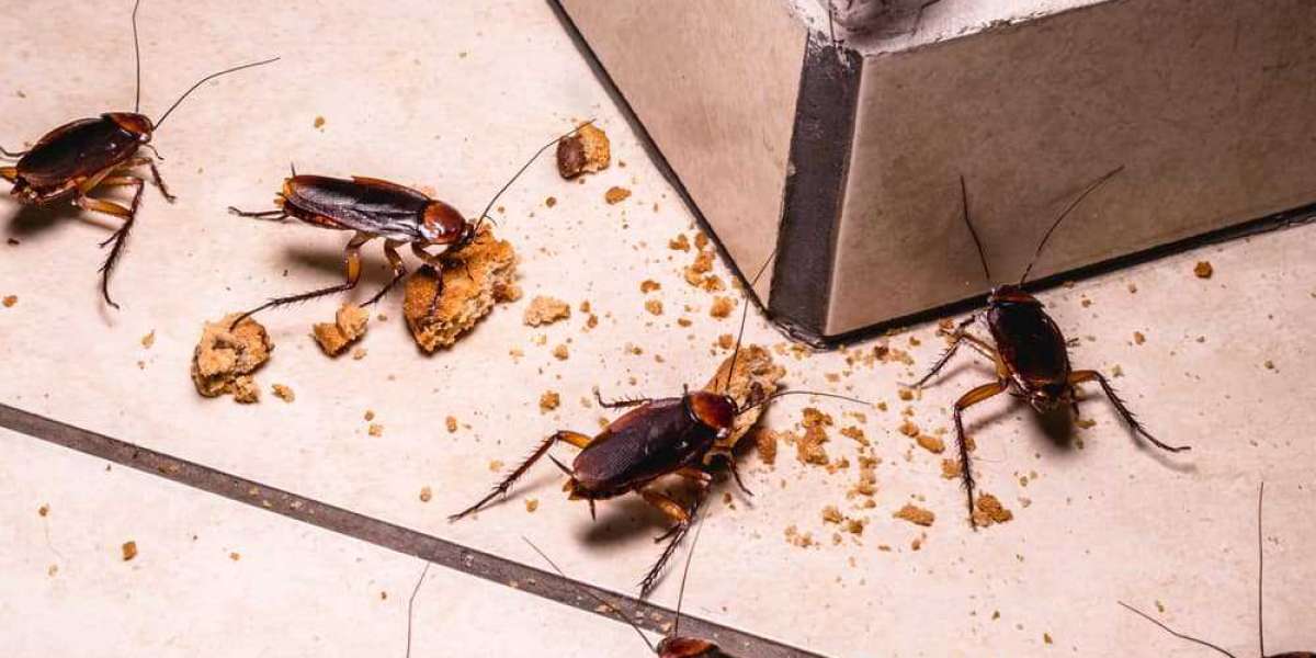 Roach Rampage: Preventing and Managing Cockroach Infestations