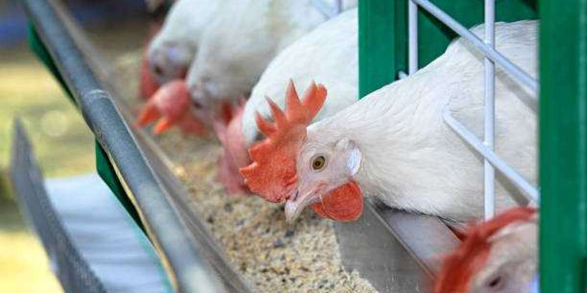 Poultry Feed Market 2023 Insights with Key Innovations Analysis