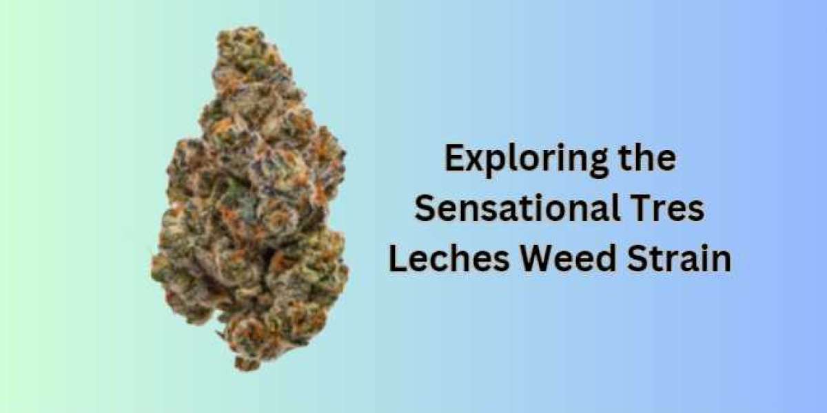 Exploring the Sensational Tres Leches Weed Strain
