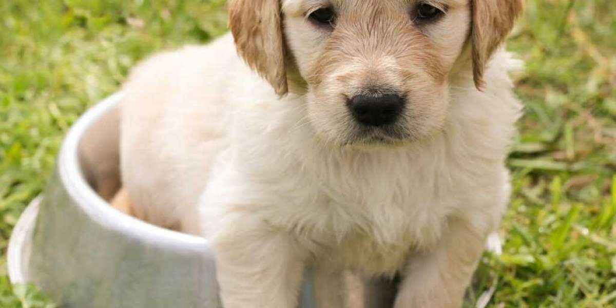 Golden Retriever Puppies for Sale in Delhi: Your Path to Puppy Paradise