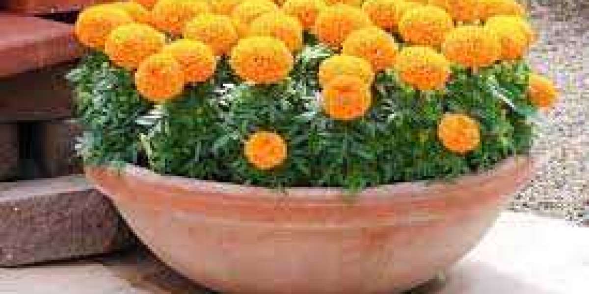 What type of marigold is best for growing in pots