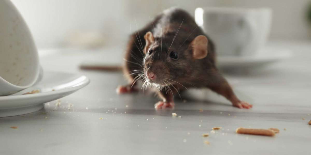 Why Should You Always Use a Rodent Control Company for Rat Control?