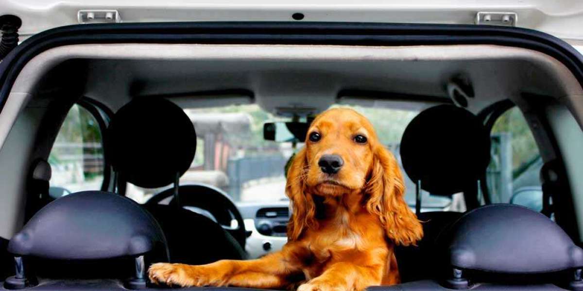 The Essential Need for Pet Ground Transportation Services