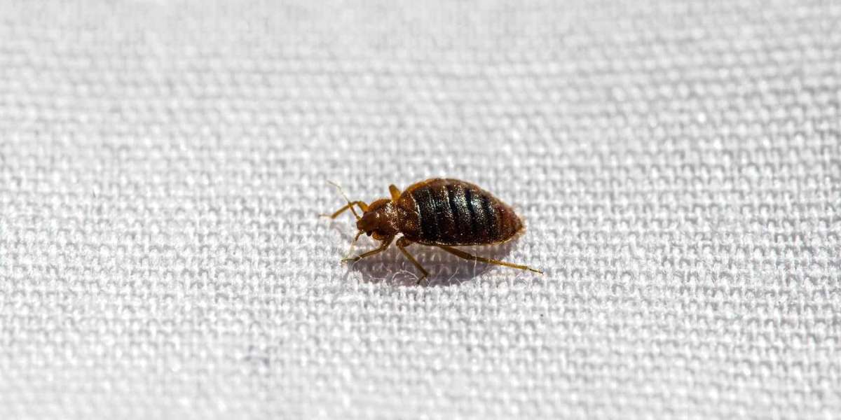 Uncovering the Silent Invaders: A Comprehensive Guide to Bed Bugs