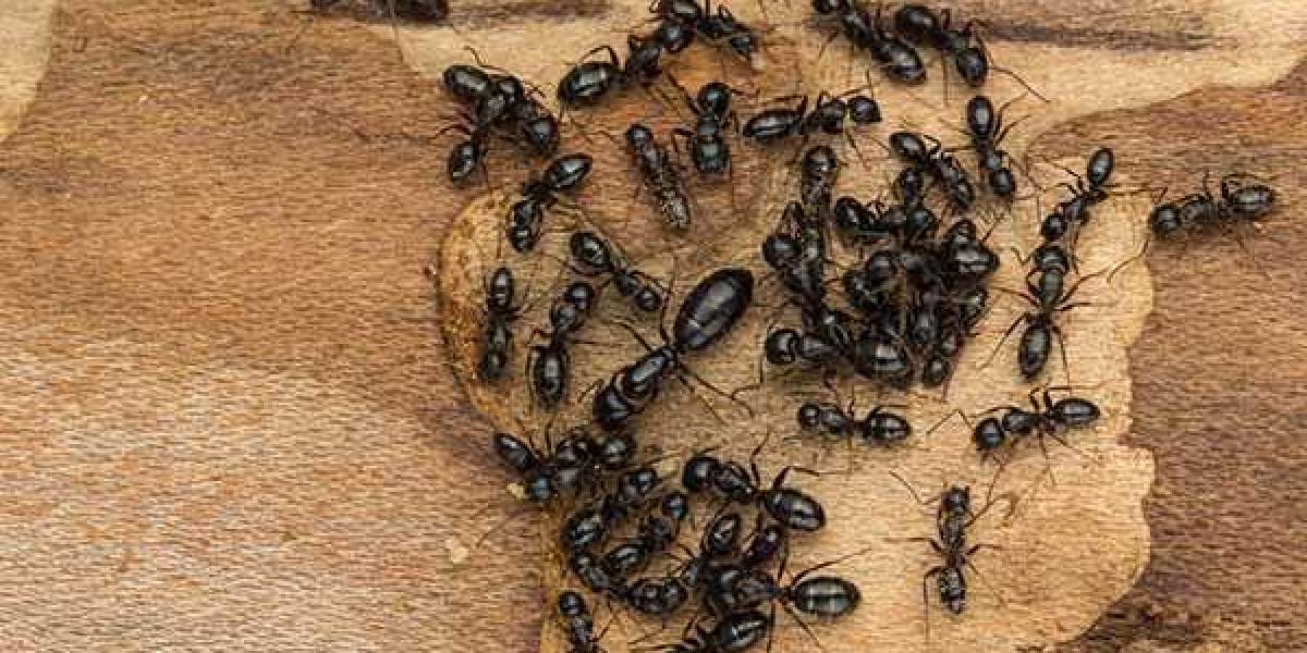 What Are The Major Signs Of Ant Infestation?