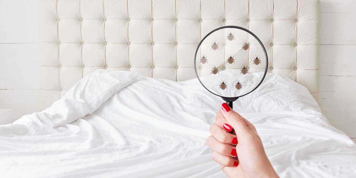 Early Signs of Bed Bugs You Must Know