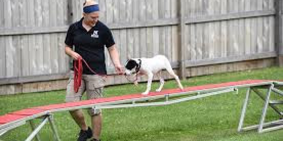 Common Dog Behavior Issues and How to Address Them - Kansas City Edition