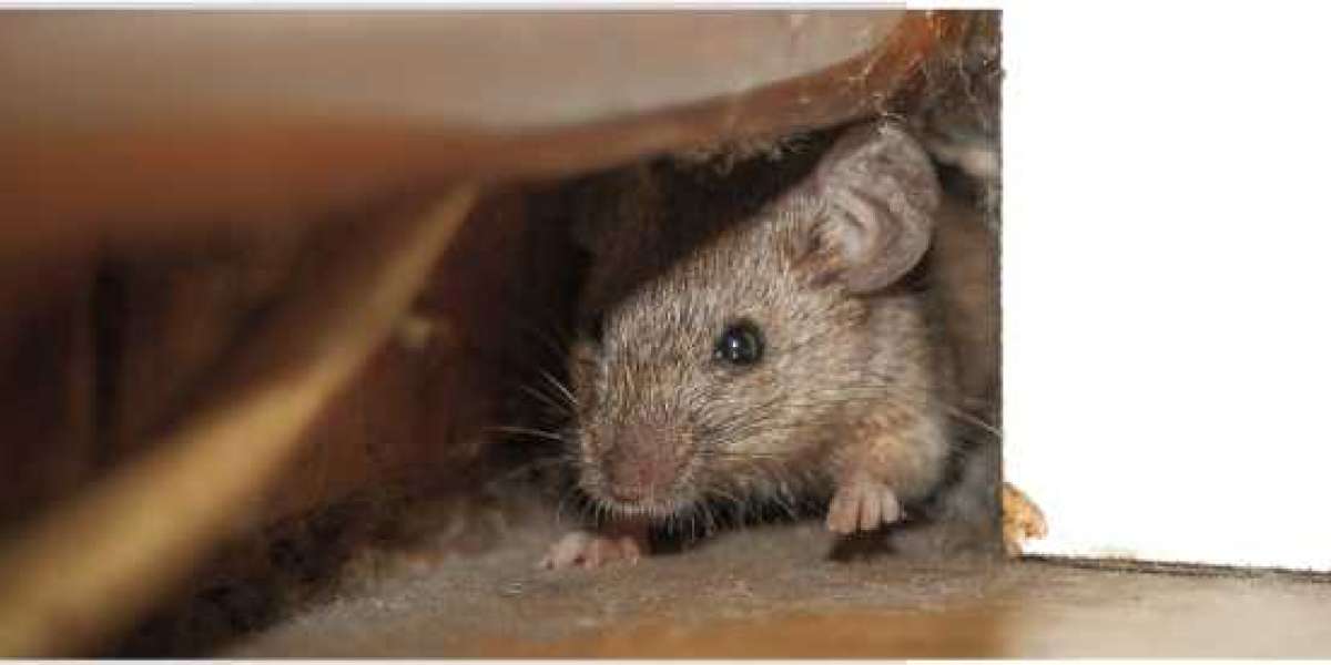 Why Rat Control Perth Services Are Essential For Homes And Businesses