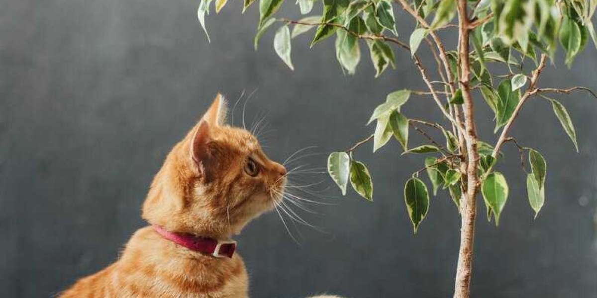 Large Cat Trees vs. Regular Cat Trees: Is Bigger Better?