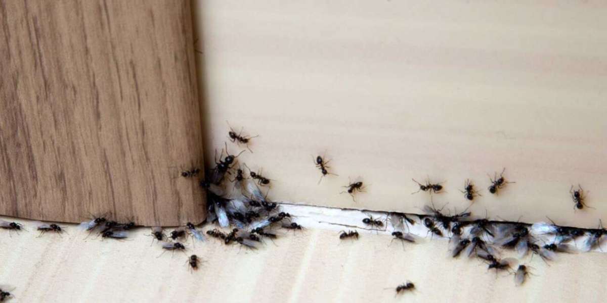 Ant Treatment Perth : Services Offered by Ants Pest Control Perth