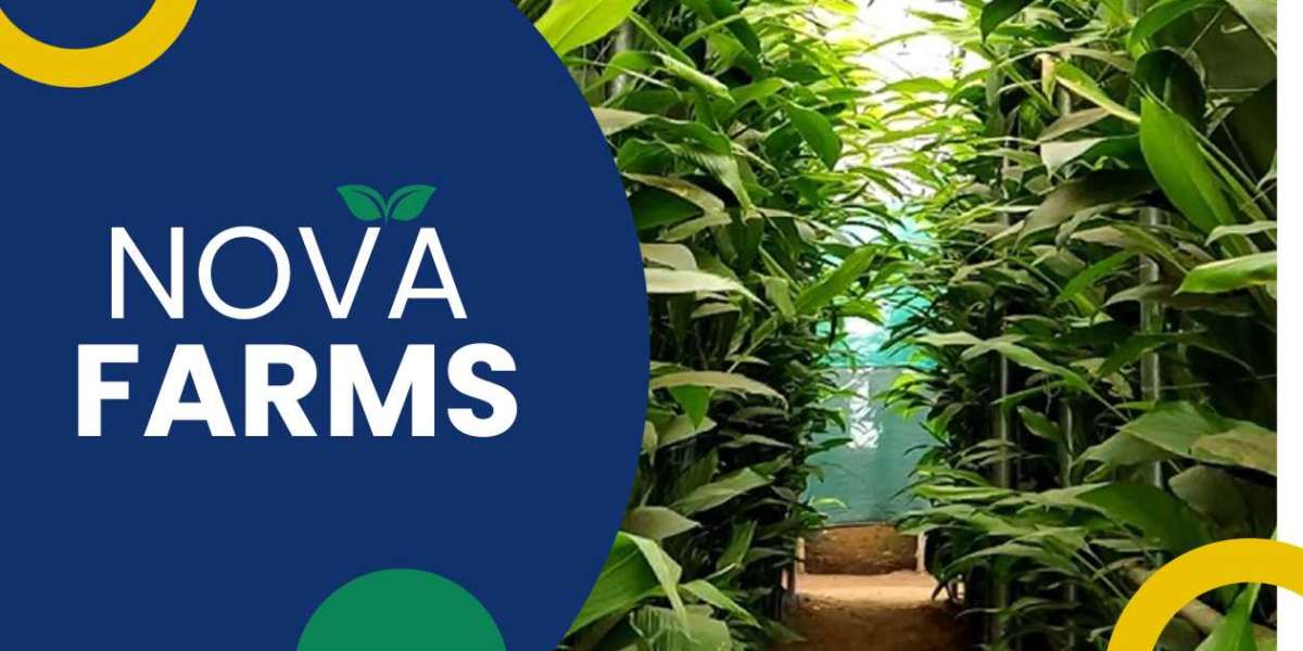 Cultivating the Future: Exploring the Innovations of Nova Farms