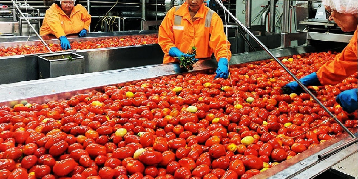 India Tomato Processing Market Growth, Trends, Share, Analysis, Key Players, and Forecast 2024-2032