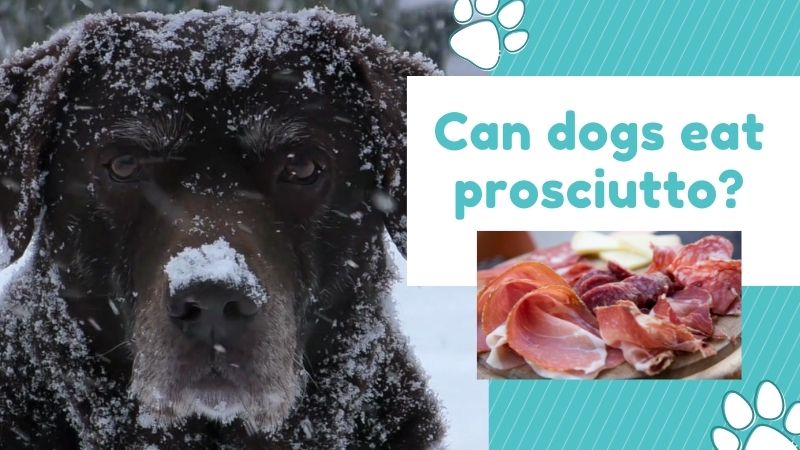 Can dogs eat prosciutto? Health Risks- Doggie Food Items
