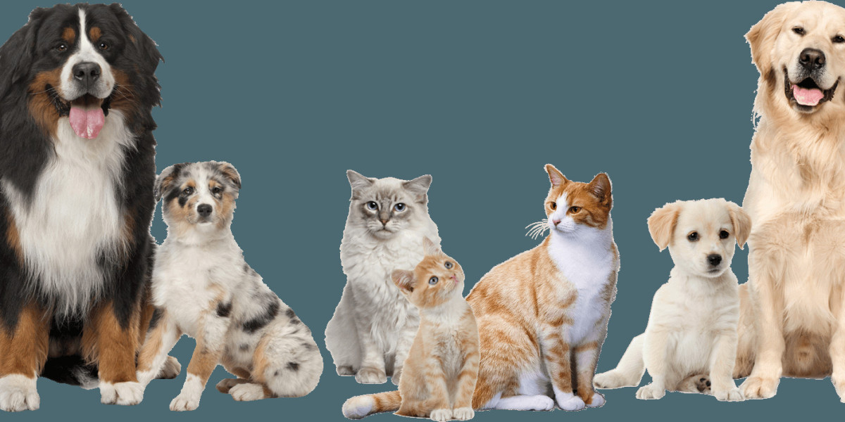 Abu Dhabi's Pet Grooming Standards: What to Expect