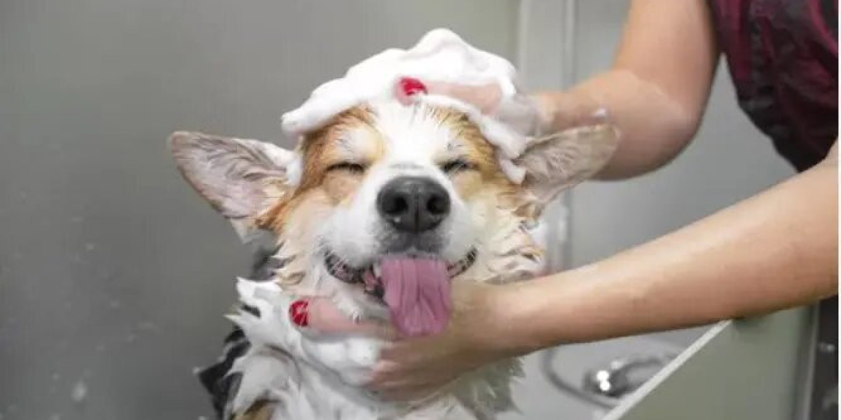 Pamper Your Pooch: Unveiling the Magic of Dog Grooming in Sydney