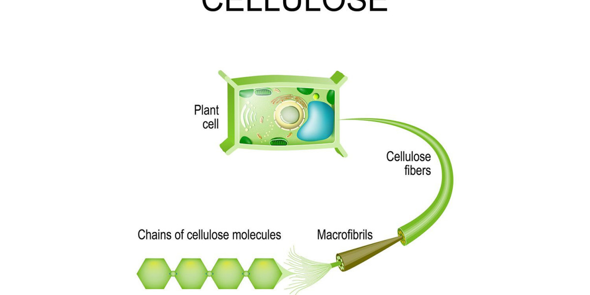 Cellulose Market Size, Share Analysis, Key Companies, and Forecast To 2030