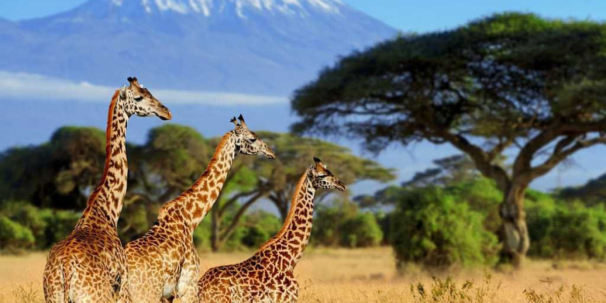Embarking on an African Safari: A Dream Come True