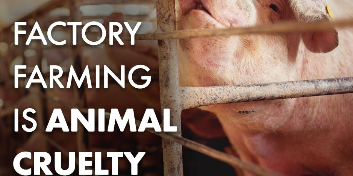 Vegan Response to Factory Farm Cruelty