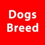Dog Breed Org Profile Picture