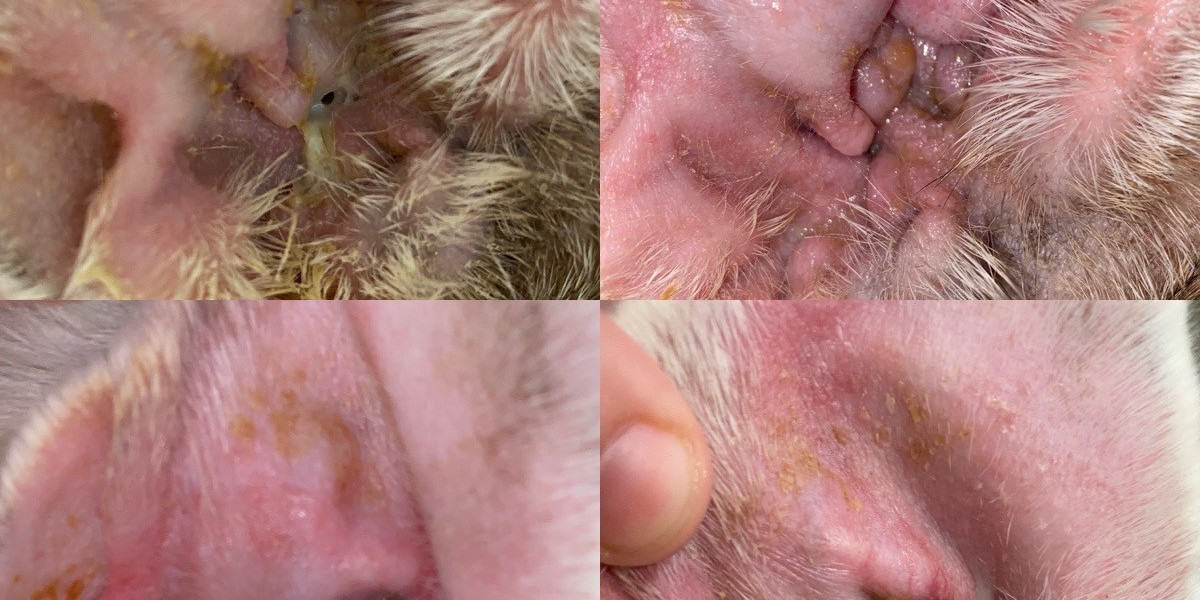 Ultimate Guide: Dog Ear Mites Treatment